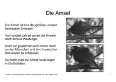Bilderbuch-Amsel-SW-1.pdf